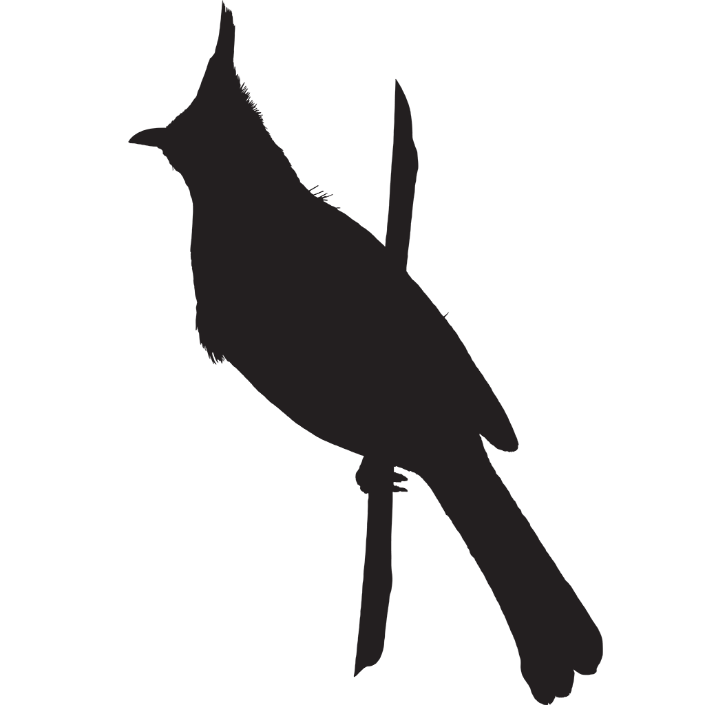 bulbuls Silhouette