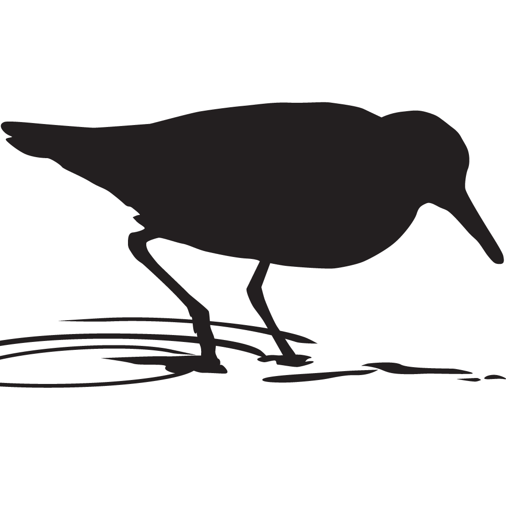 Silhouette Sandpipers